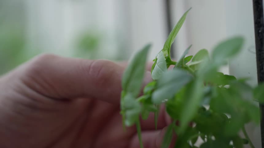 Male hands tend to a plant that appears to be growing in a vertical garden