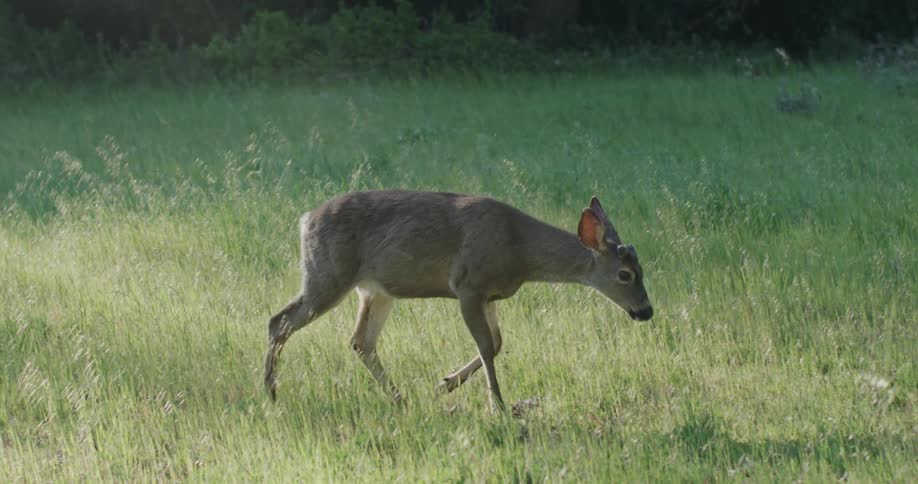 There is a deer out in the forest prancing around in the day time