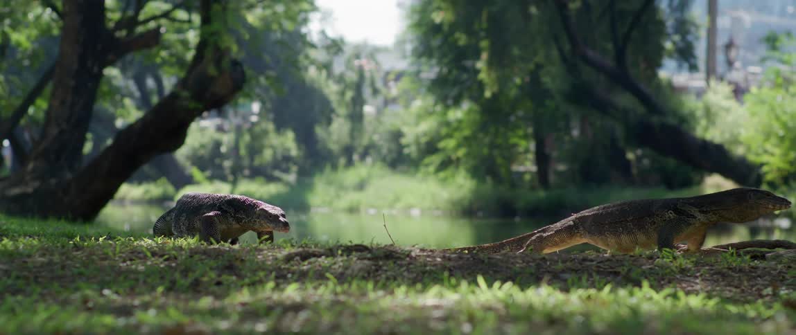 Two iguanas are crawling up a hill near trees as traffic passes by in the distance