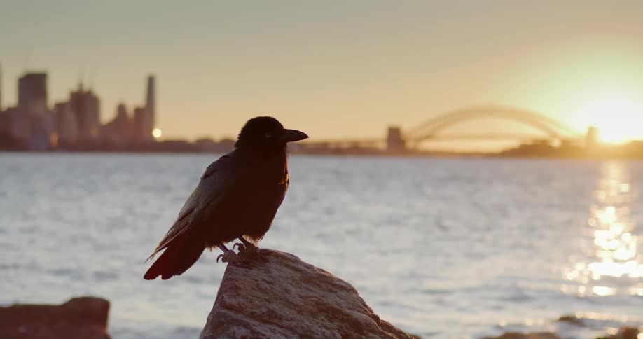 Black bird perches on boulder on shore as setting sun silhouettes skyline and bridge