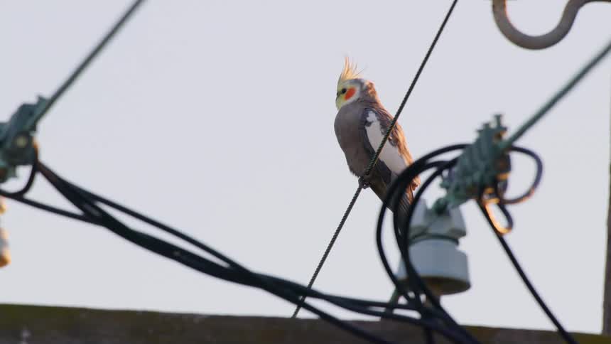 A cockatiel flying off a high tension power line