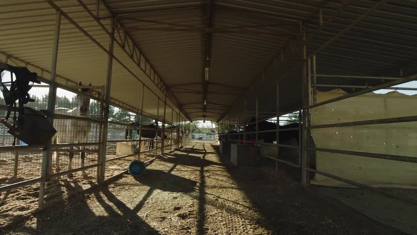 Horses stand near rail in open air barn as bird runs across center aisle