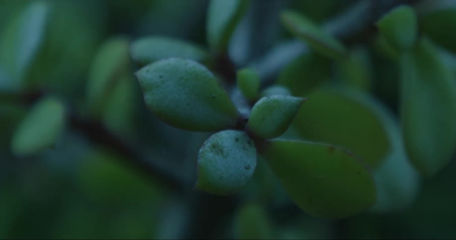 A closeup shows a cluster of four small leafs growing on a plant