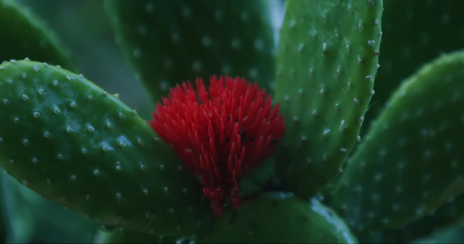 Close up of a bright red flower in the middle of a cactus