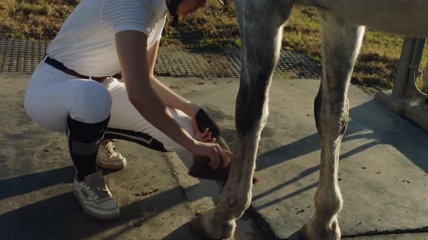 Crouching female equestrian brushes horses leg and hoof