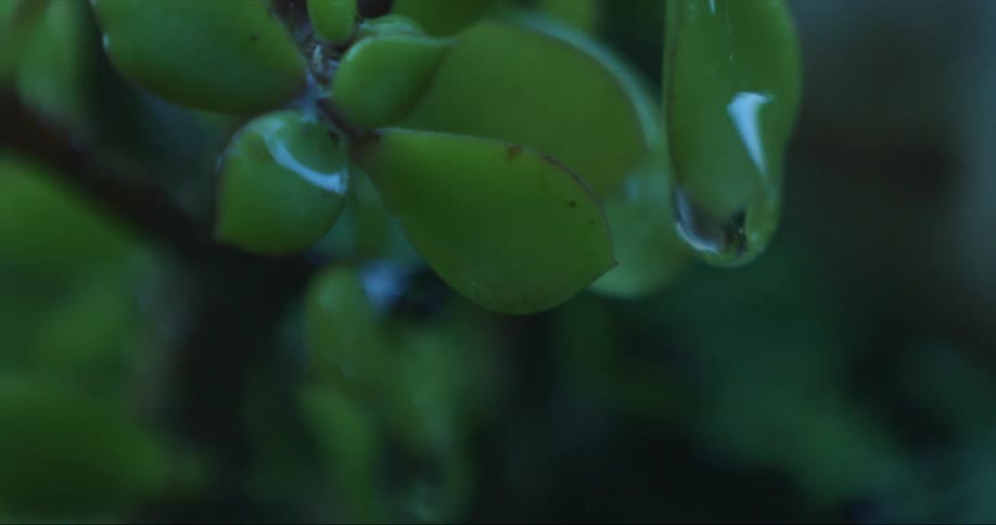 A water droplet falls from the green leaf of a plant