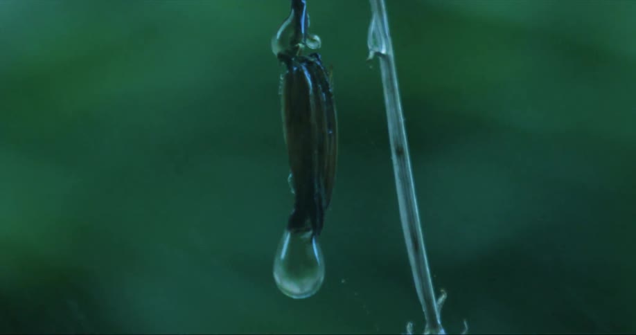Water drop falls from plant during rain storm