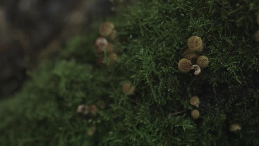Mushroom spores growing in moss