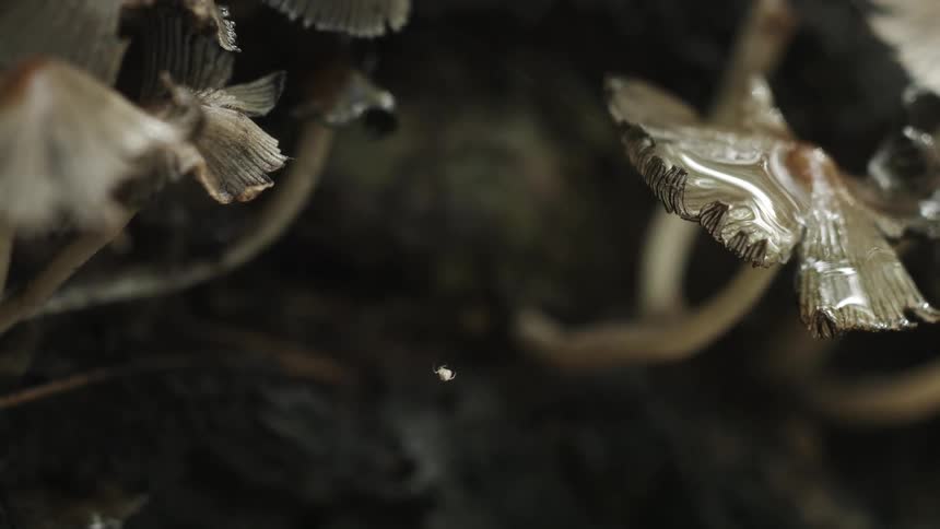 Mushrooms are growing in a dark area