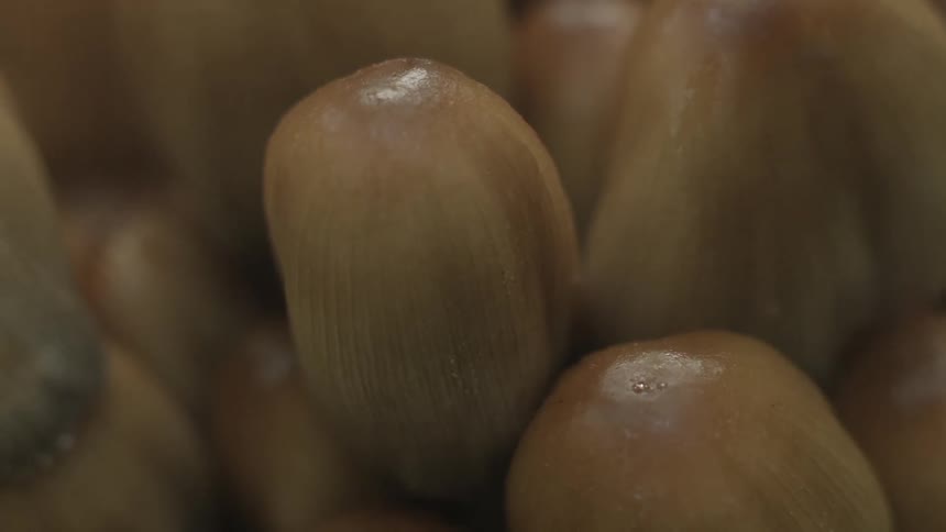 Mushroom Macros