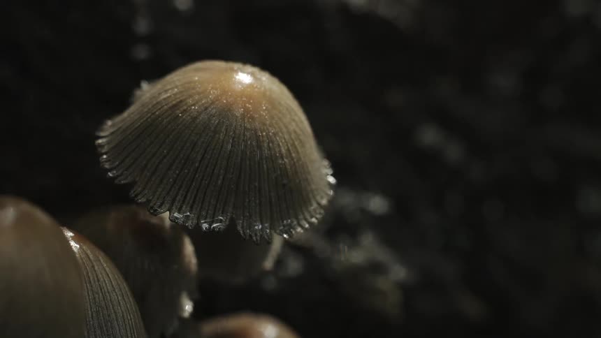 Mushrooms grow in a forest