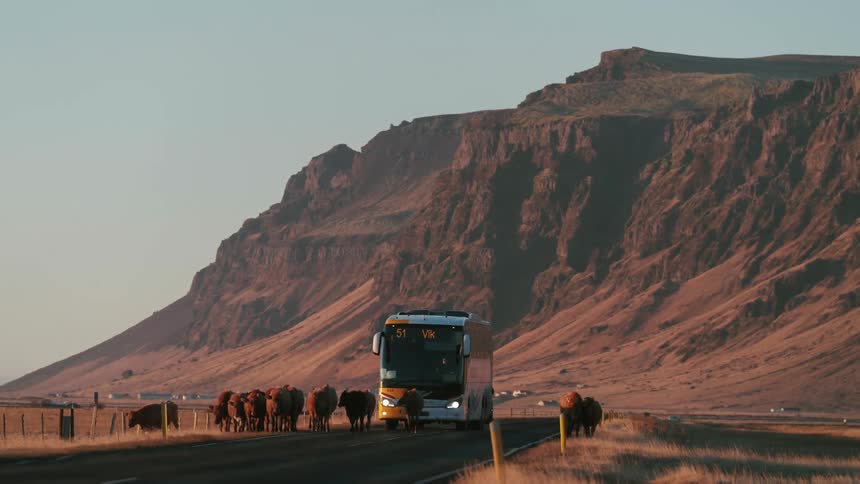 Herd of cattle block progress of bus on highway near mountain