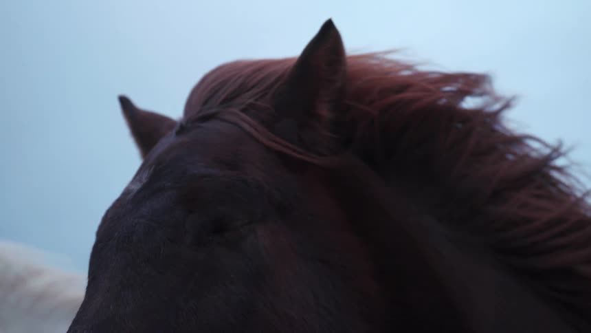 Close up view of two horses standing outdoors is displayed