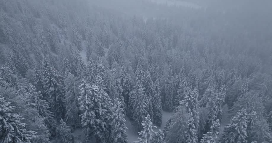 Aerial view of snowy forest while snowing