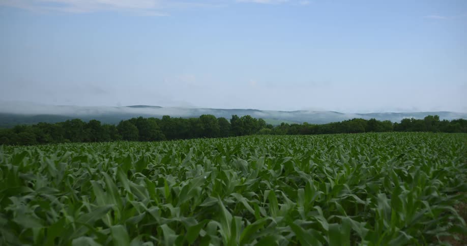 Landscape of green cornfield