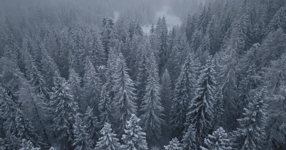 Aerial view of a pine tree forest in the mountains under a snow storm at daytime