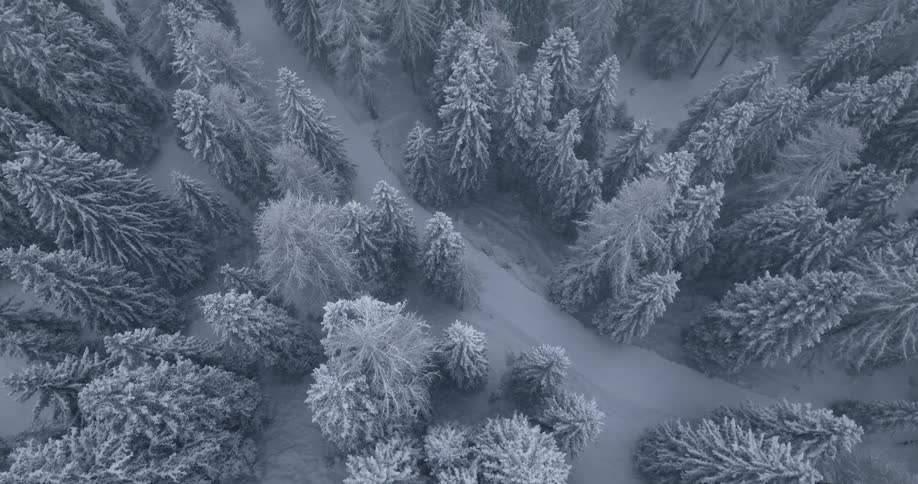 Aerial view of a snow covered forest of pine trees on a winter day