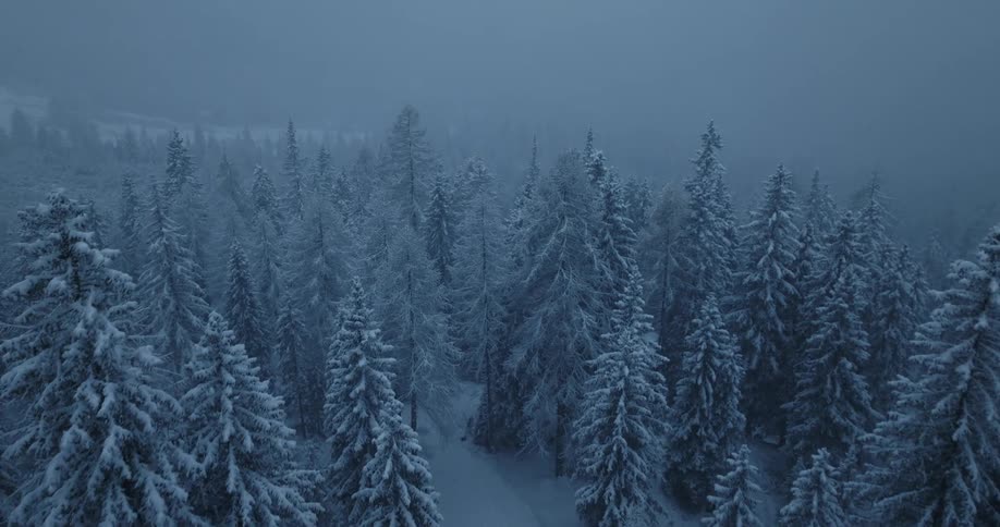 Aerial view of man walking in snowy coniferous forest