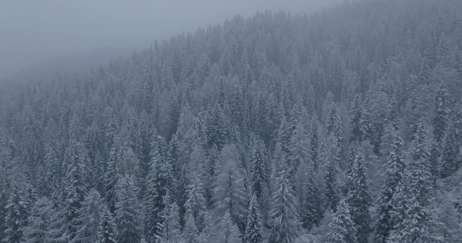 The forest is covered in snow