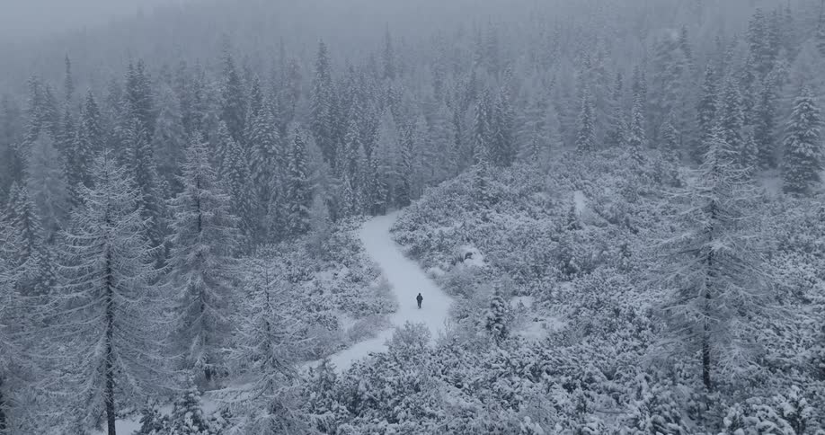 Person walks along snow covered road through frosted conifer forest during snow storm