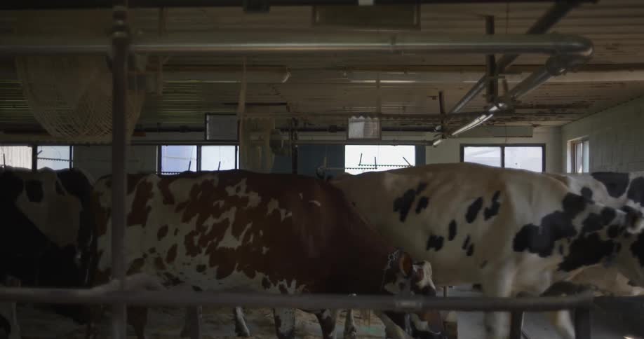 There are cows that are inside of a barn in the middle of the day