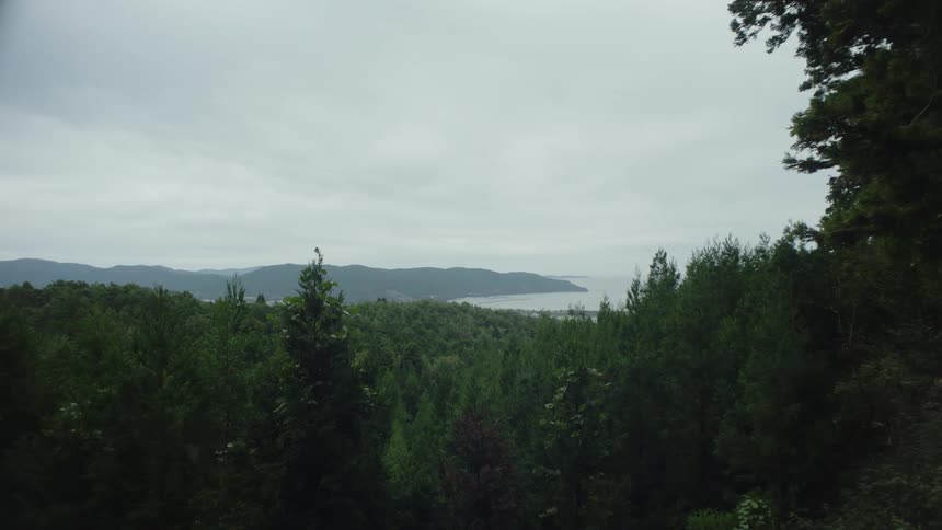 A dense forest on the coast on a cloudy day