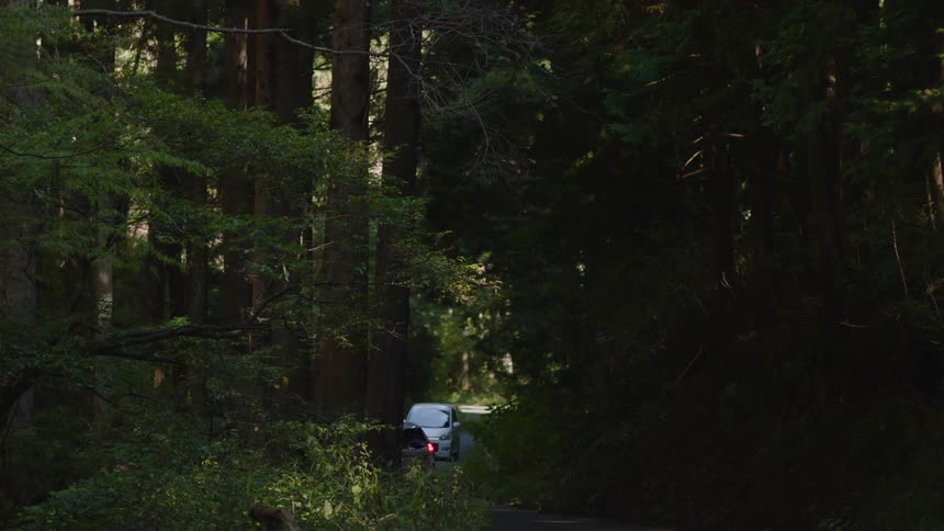 A car is driving on a road in a forest area