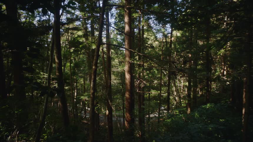 An automobile traveling on a road can be seen through the trees in a forest