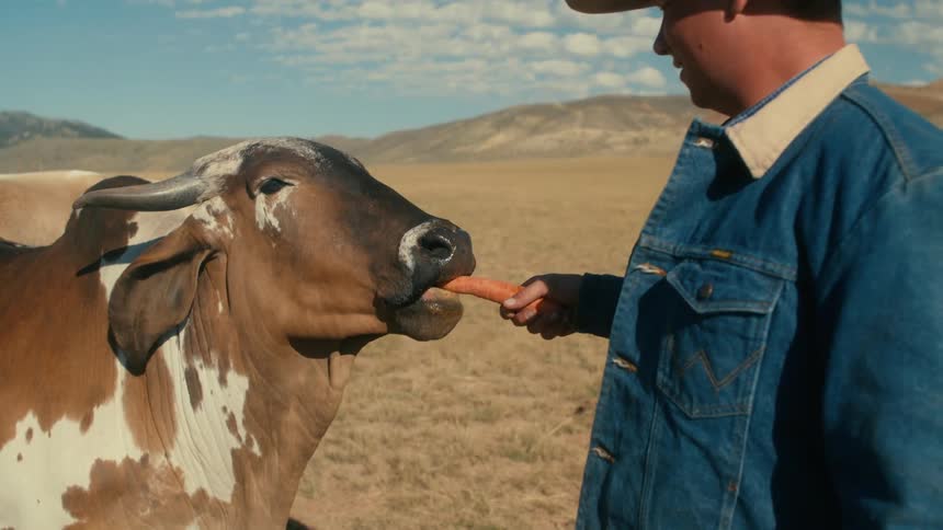 Rancher feeding cow a carrot in a pasture in the country