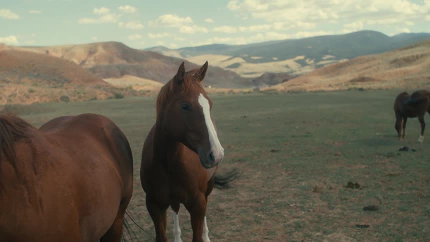 A group of horses stand in a field in the countryside during the day