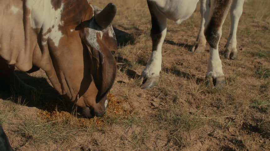 Close up of the heads of cows grazing on the ground of a farm at daytime