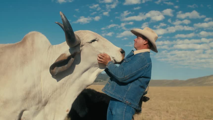 Cowboy rubs the head of a white bull in the farm at daytime