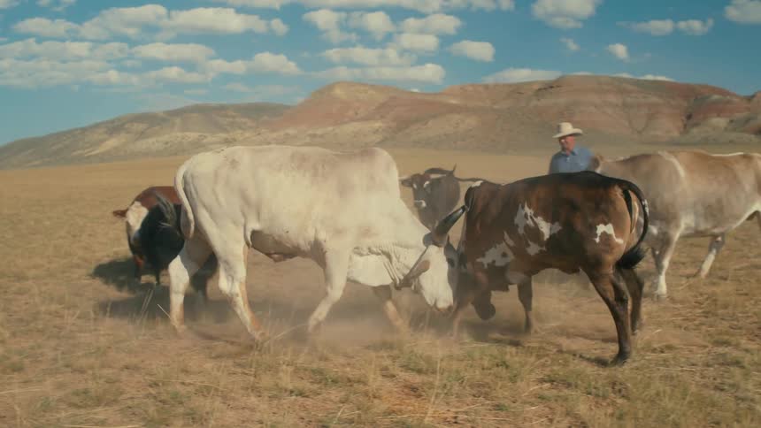 Cattle are fighting each other at the ranch