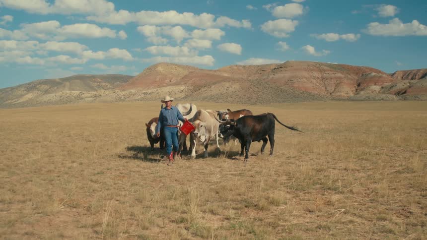 Small herd of cattle follow cowboy carrying red bucket as he walks across plain grassland with ills in the background