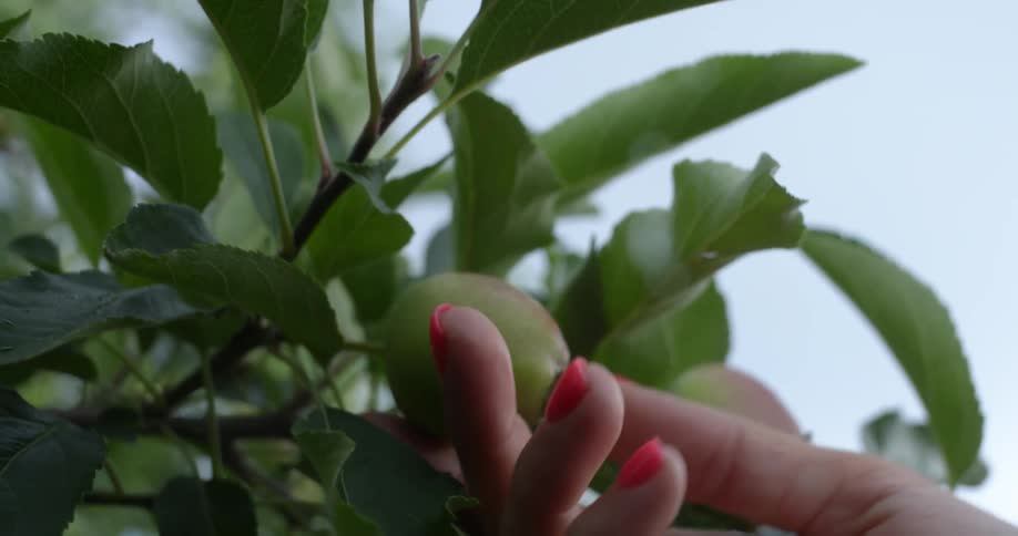 A woman touching a piece of unripe fruit growing on a tree