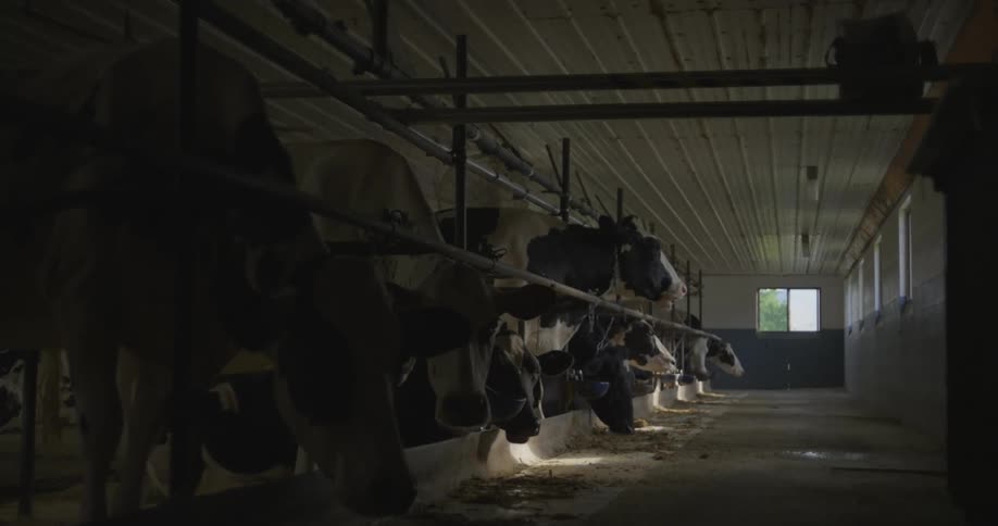 A row of cows feeding on a dimly lit shed