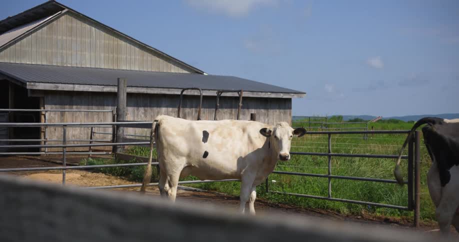 Cows stand in a fenced area on a farm during the day