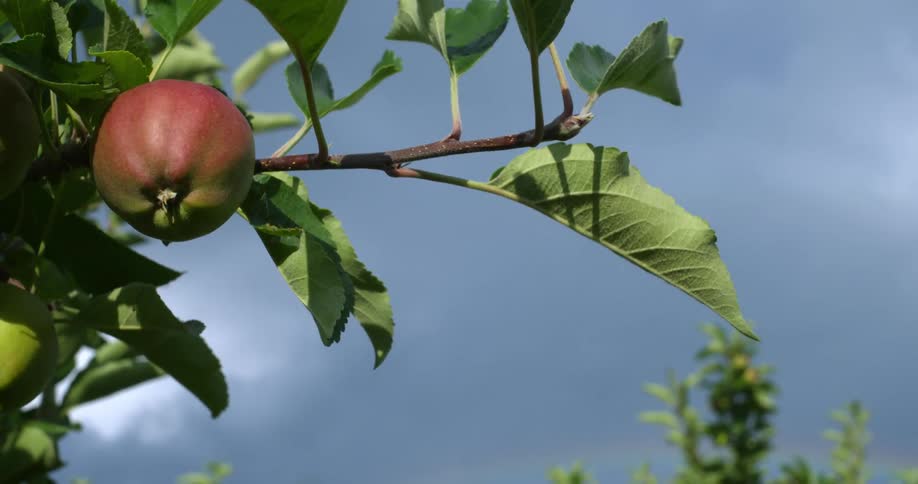 Tree branch with red apple sways in the wind