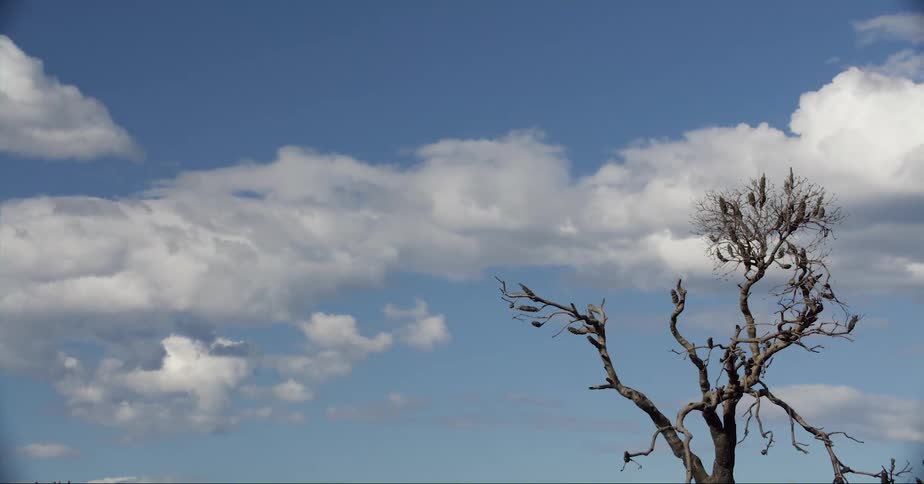 Bare tree against the blue sky with clouds