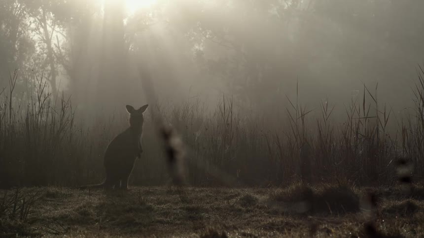 A wallaby stands in a dimly lit forest during the day