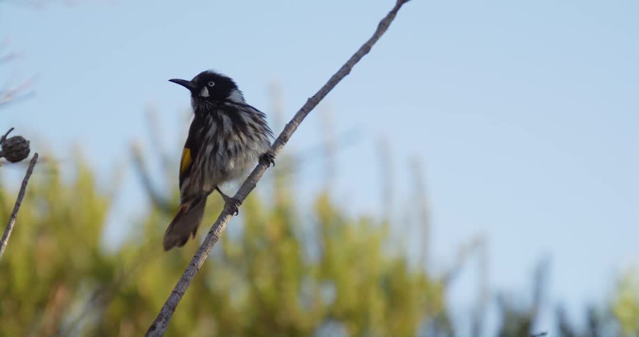 New holland honeyeater perches on branch