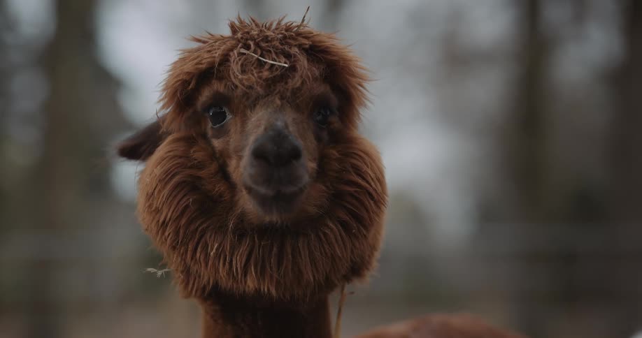 An alpaca looks around while standing in the woods
