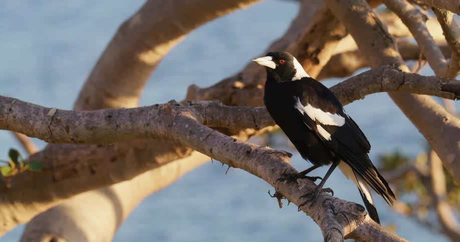 A dark colored bird sits on a barren branch in a tree over a river