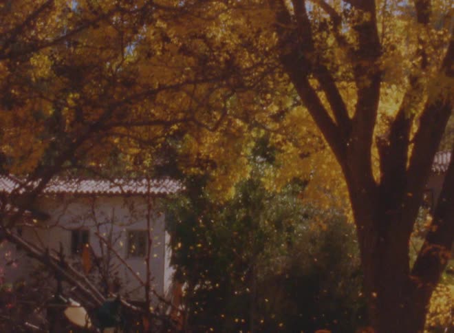 Sunlight shines over the falling leaves at autumn caught on vintage film