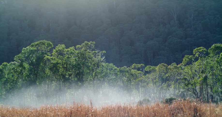 Fog is covering the landscape during spring