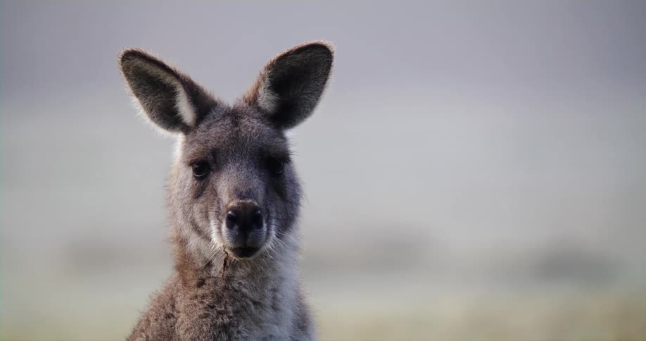 Kangaroo turns his head to camera
