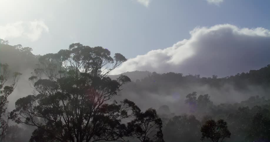 Sunlight peaks through dense clouds over the forest