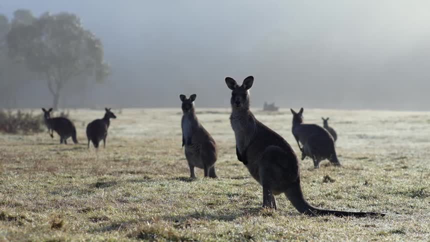 Kangaroos are standing in a field of dry grass with trees in the distance under a hazy sky