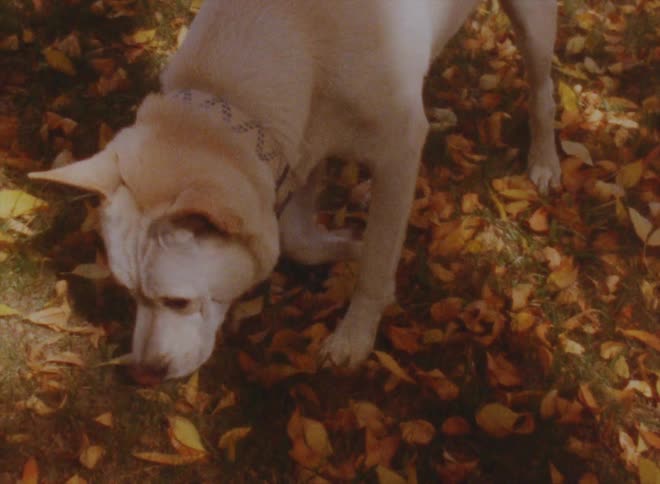 A dog walking around outdoors in a forest