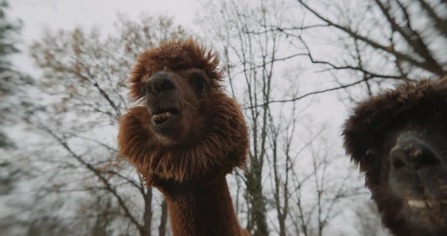 A view of a group of llamas outdoors in the forest